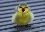 Vogelküken im Frühling: Wann junge Wildtiere Hilfe brauchen