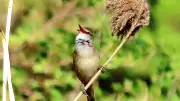 Vogelstimmenwanderung am Tollensesee: Frühes Naturerlebnis