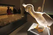 Vogelwelt im Mittelalter: Ausstellung und Domfestspiele in Halberstadt