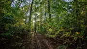 Waldbaden im Küstenwald von Trassenheide auf Usedom