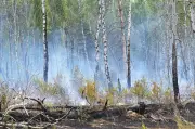 Waldbrand bei Jüterbog: Feuerwehr rechnet mit mehrtägigem Einsatz