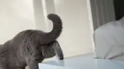 Warum Katzen beim Kuscheln plötzlich weglaufen