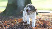 Warum Stöcke für Hunde gefährlich sind: Risiken und Alternativen