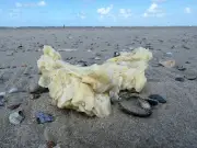 Weiße Klumpen an Nordseestränden: Paraffin auf ostfriesischen Inseln