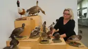 Weltmuseumstag: Spengler-Museum zeigt „Endlich Enten“