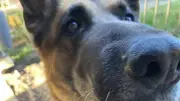 Wenn der treue Begleiter dement wird: Eine emotionale Achterbahnfahrt