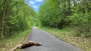 Wolf reißt Damwild auf Radweg in der Uckermark bei Parmen