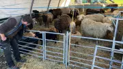 Wolfskot nahe Weide: Trockenheit macht Schäfer mehr Sorgen als Wölfe
