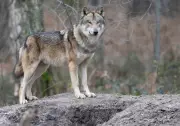 Wolfsrisse in Sachsen: 108 Nutztiere im ersten Quartal getötet
