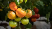 Wässrige Tomaten im Garten: Drei häufige Fehler vermeiden