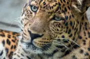 Zoo Hoyerswerda trauert um Leoparden San nach Nierenleiden