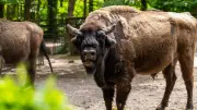 Zoo Rostock: Führung zur Verdauung der Tiere am 17. Mai