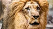 Zuwachs im Zoo Rostock: Löwe Akinda angekommen
