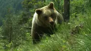 Zwei Bärinnen illegal in Norditalien getötet – Wilderei in den Alpen
