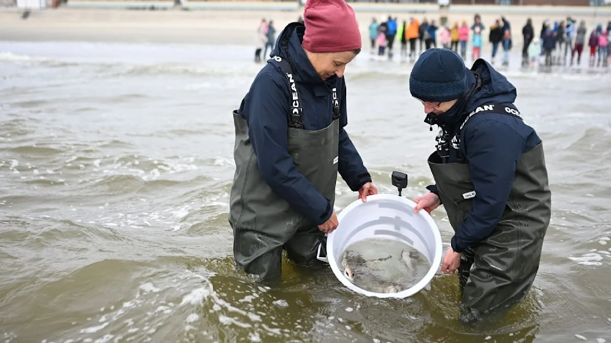 Acht Katzenhaie vor Borkum ausgesetzt