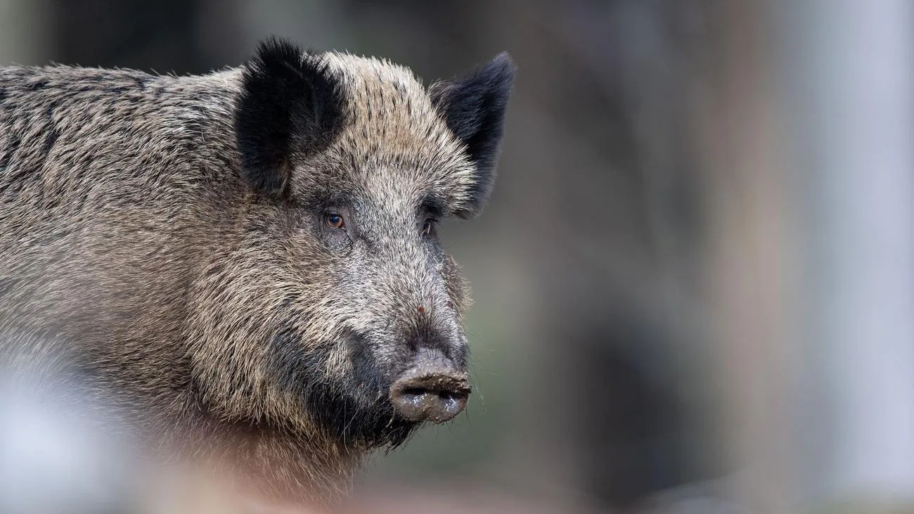 Afrikanische Schweinepest erneut in Sachsen ausgebrochen – Fund bei Görlitz