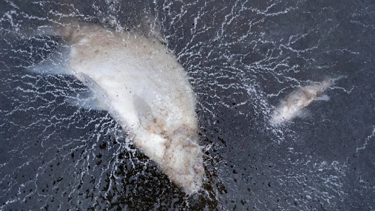 Dauerfrost bedroht Fische: Angler schlagen Löcher ins Eis