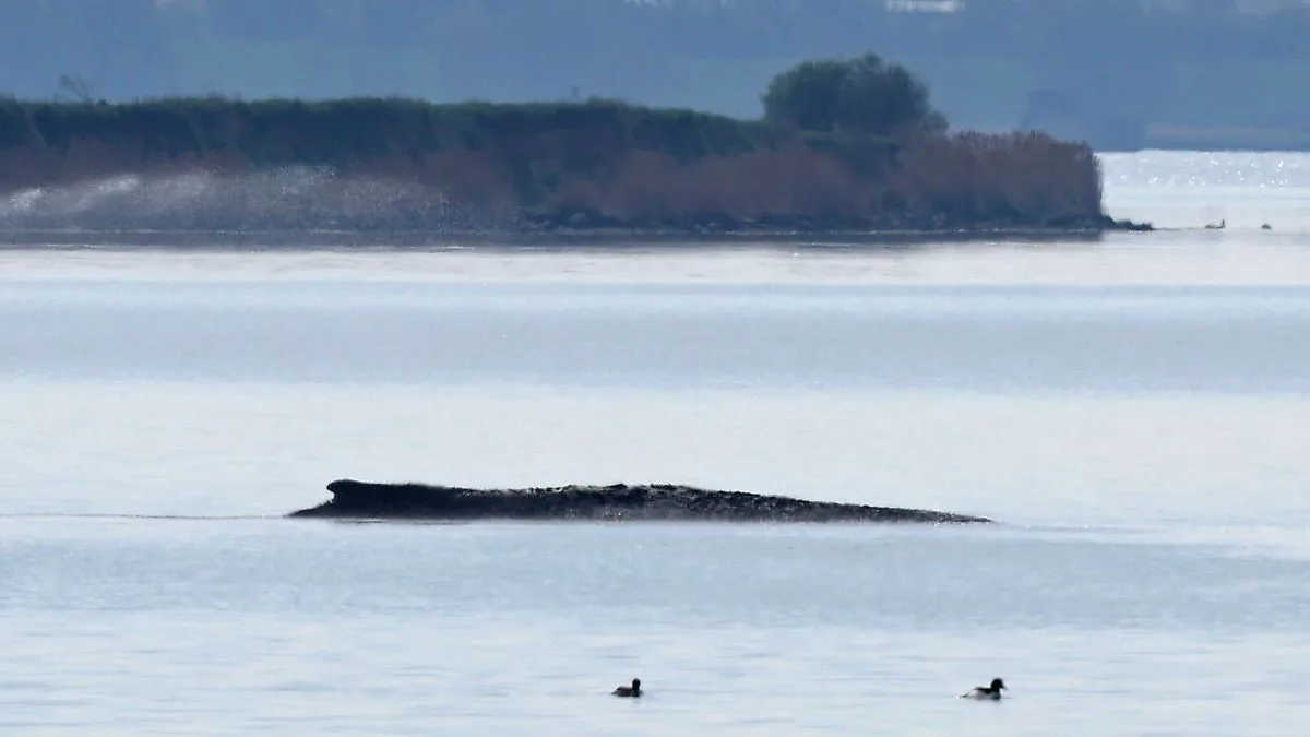 Backhaus genehmigt neuen Rettungsversuch für Ostsee-Wal