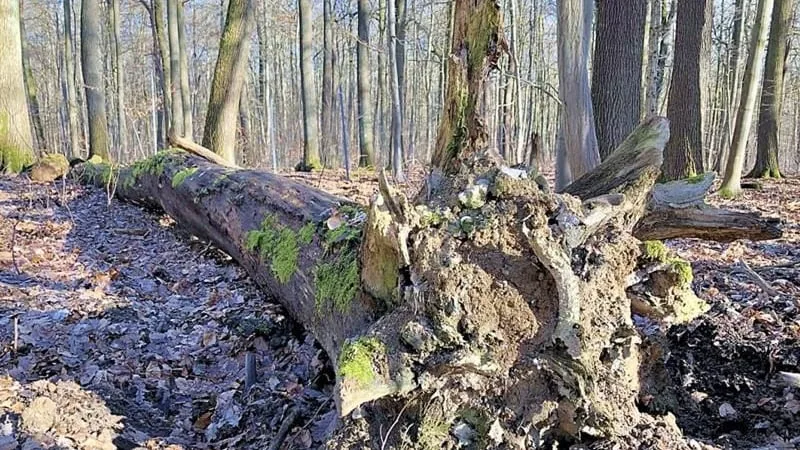 Brennholz aus dem Landeswald in Mansfeld-Südharz wieder verfügbar