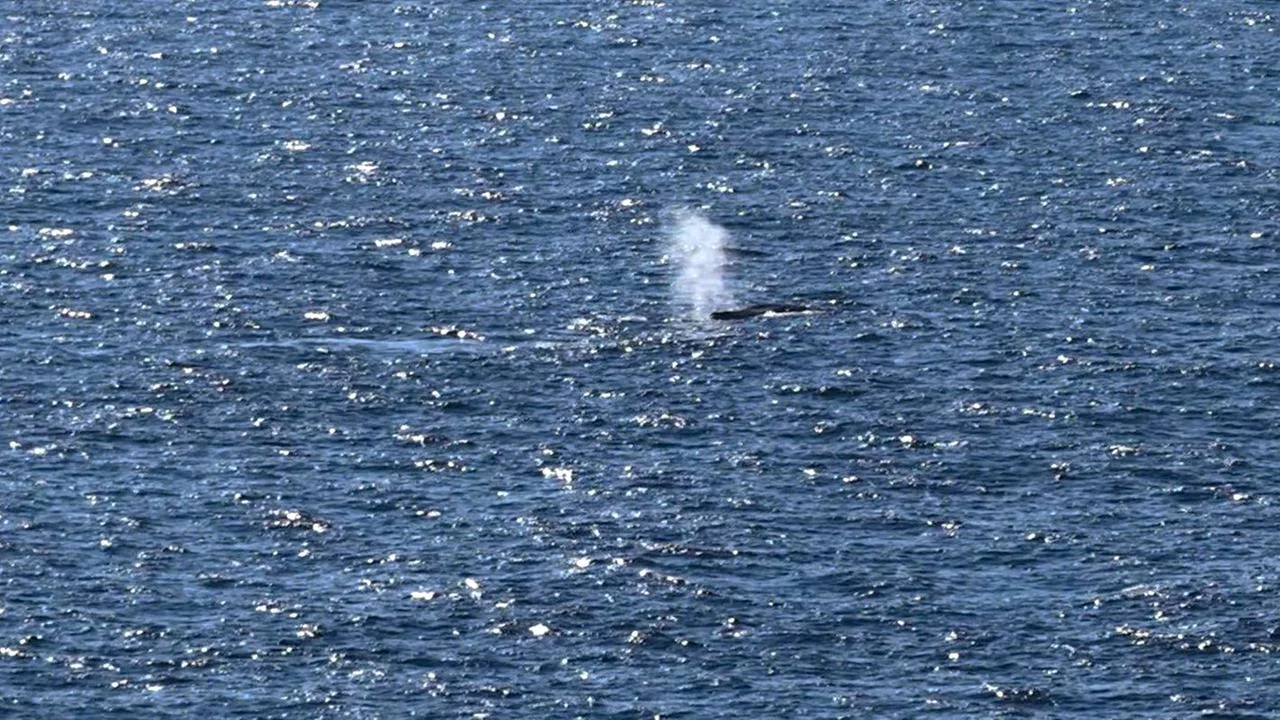 Buckelwal in der Nordsee freigesetzt – Zustand unklar