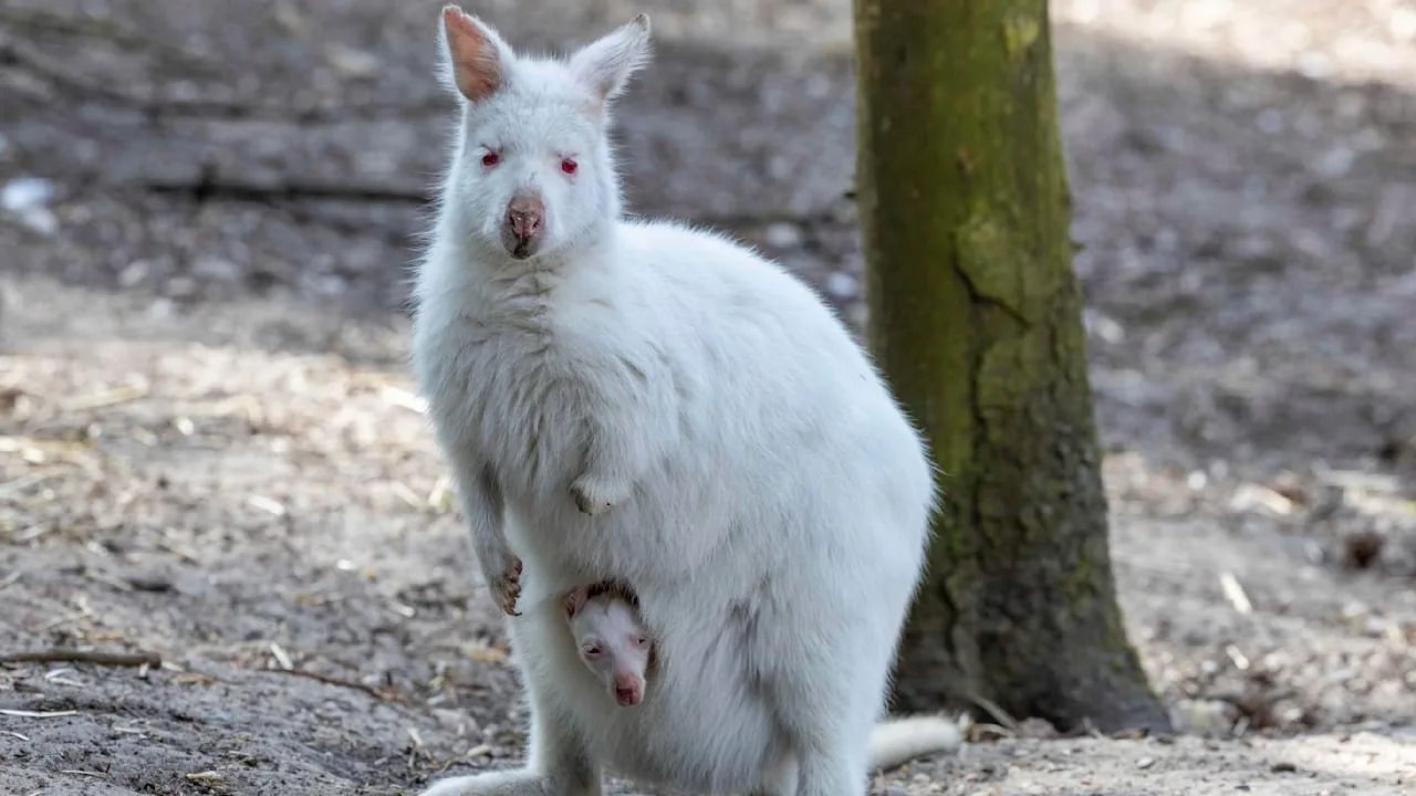 Deutschlands erster Inklusions-Zoo: Hier leben Tiere mit Handicap