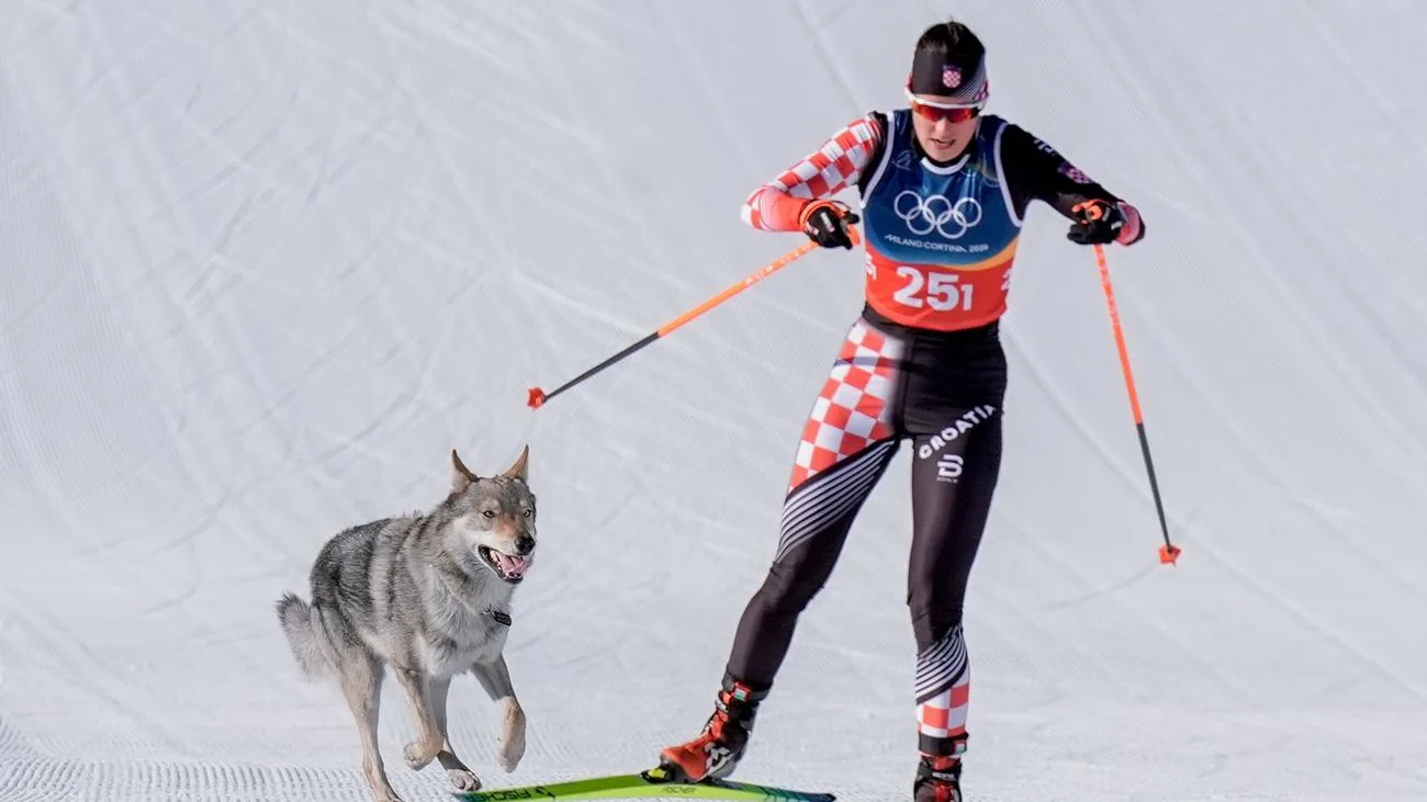 Ausgebüxter Wolfshund sorgt für kuriose Szenen bei Olympia-Langlauf