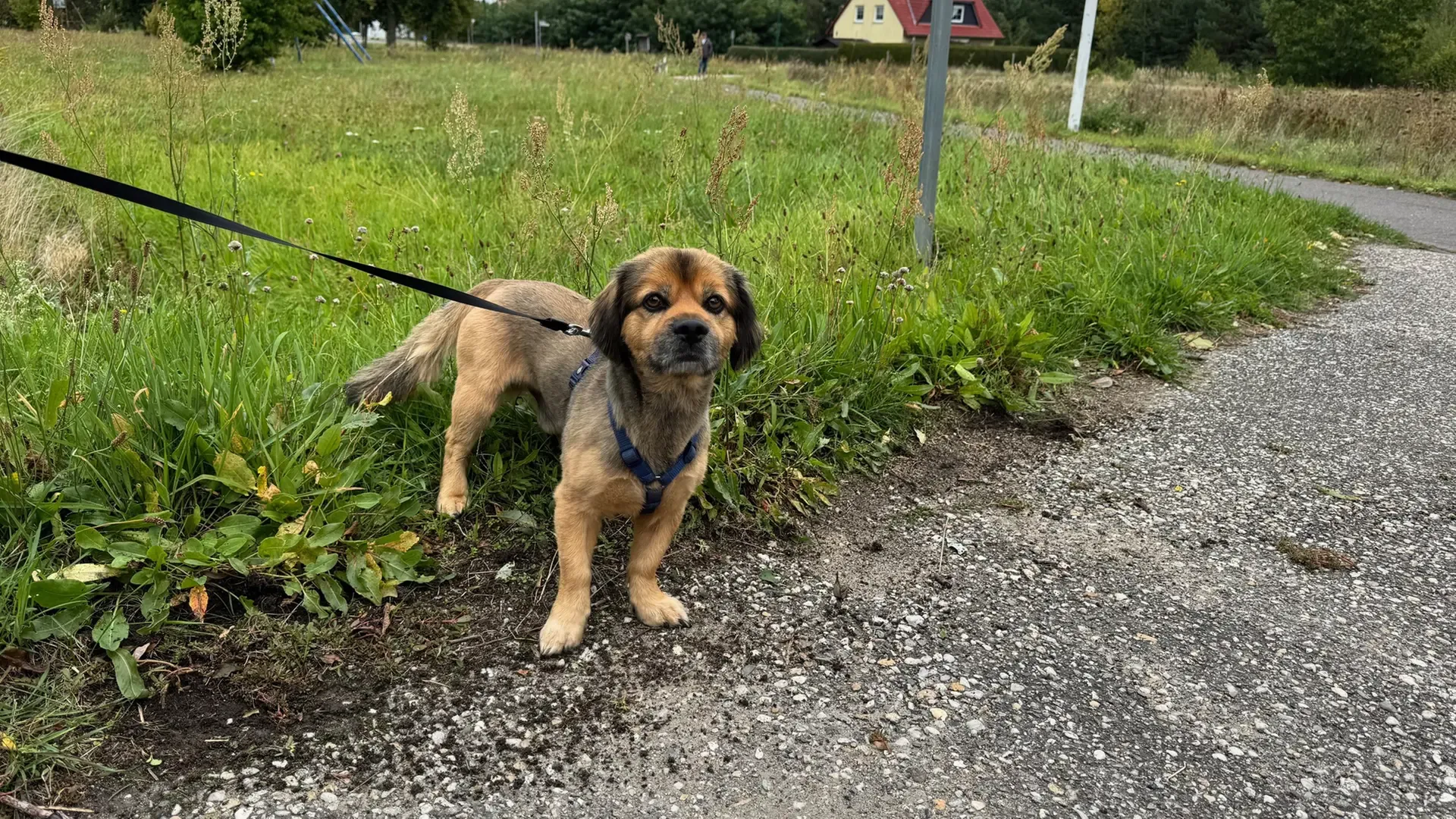 Hundesteuer in Sachsen-Anhalt: Millionen-Einnahmen, aber kaum Service für Halter