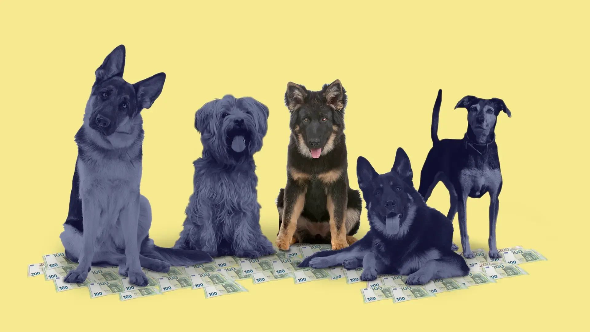 Hundesteuer in Sachsen-Anhalt: Von 12 bis 104 Euro pro Jahr