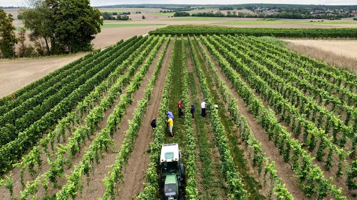Kleinste Weinernte seit 2017: Wetterkapriolen drücken Produktion