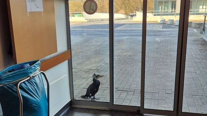 Kormoran mit Angelhaken klopft in Bremer Notaufnahme an
