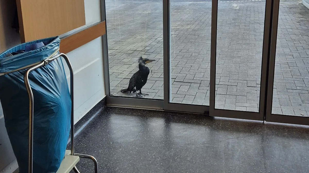 Kormoran sucht Hilfe in Bremer Klinik – Feuerwehr rettet Vogel