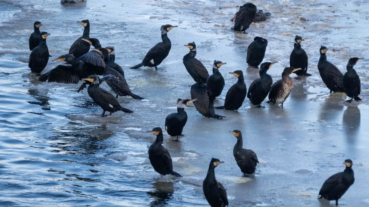 Kormorane an der Ostsee: Kälte könnte Winterstrategie verändern