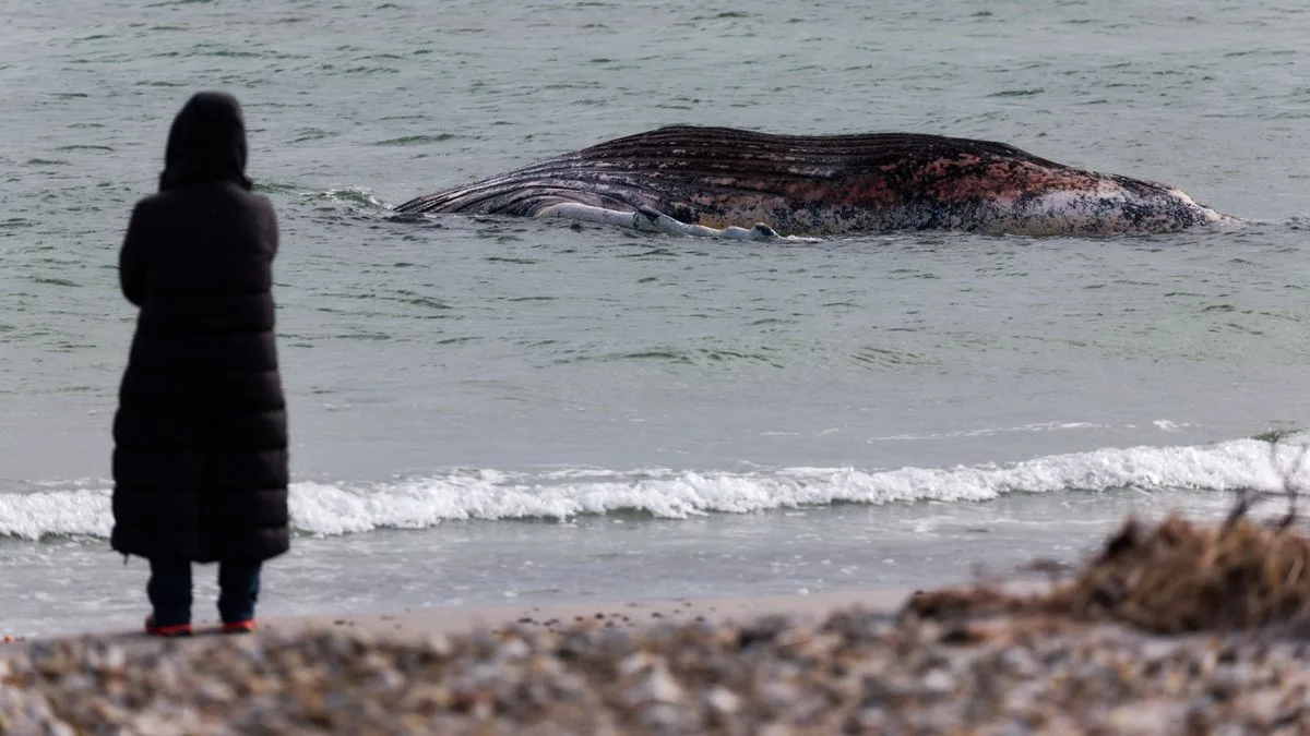 Ostsee-Drama: Zustand des Buckelwals Timmy verschlechtert sich