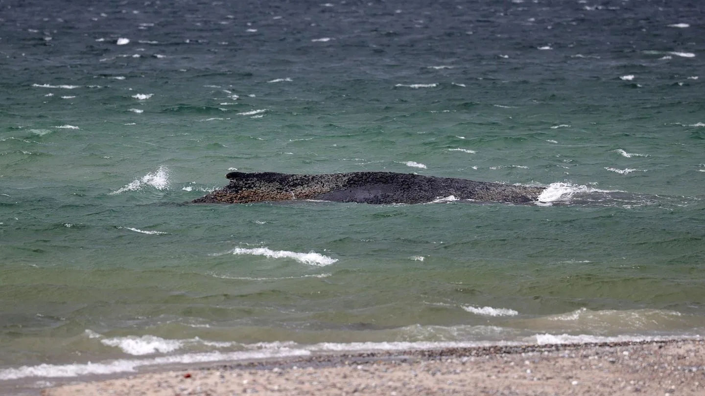 Ostsee-Wal wird im offenen Meer sterben