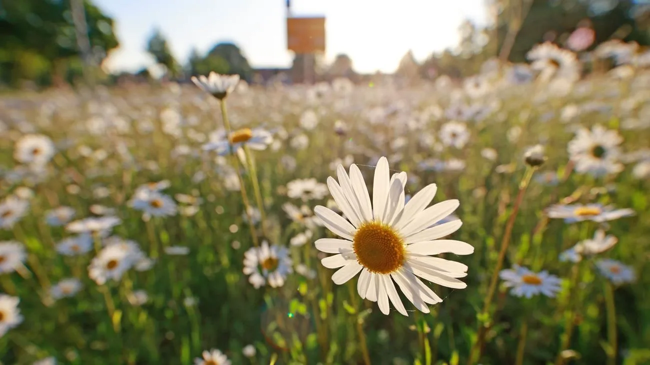 Sonne und bis zu 28 Grad: Mai startet warm in Sachsen-Anhalt