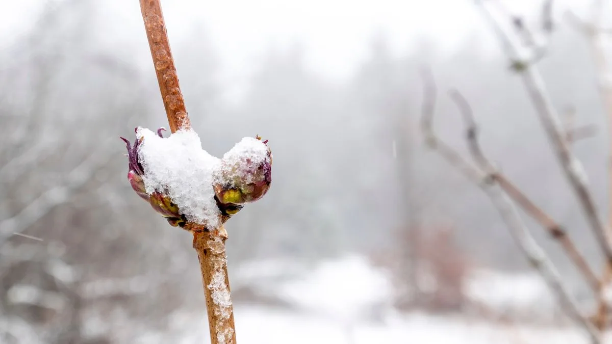 Kurzes Schnee-Comeback in Mitteldeutschland überrascht