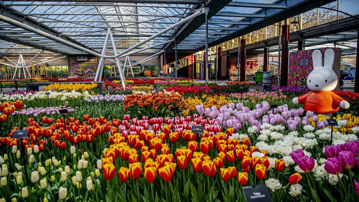 Niederländische Blumenproduktion bricht wegen Energiekrise ein