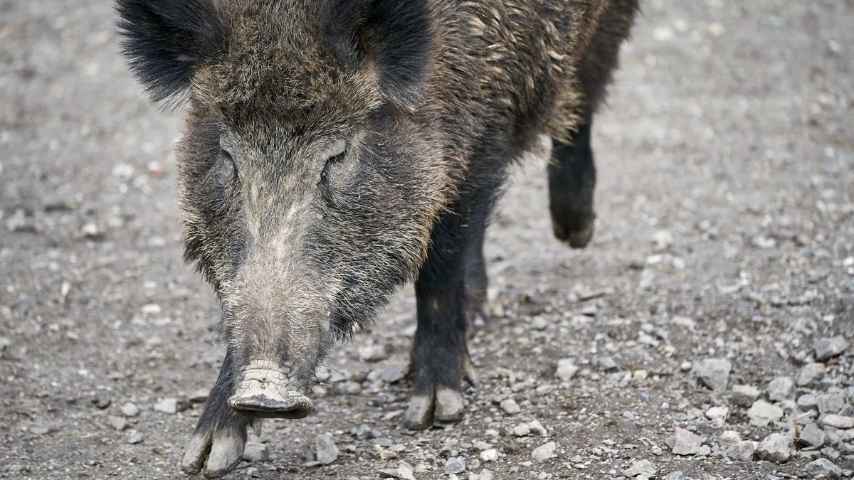 Afrikanische Schweinepest erreicht Sachsen: Virus bei Görlitz entdeckt