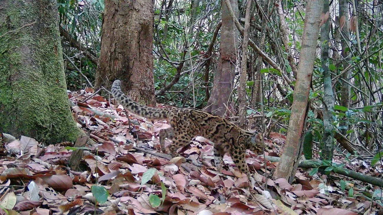 Kamerafallen enthüllen seltene Arten in Asiens Amazonas