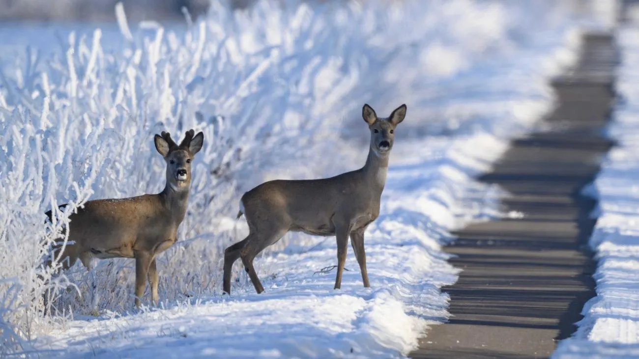 Eisige Kälte in Brandenburg: Wie Wildtiere den Frost überleben