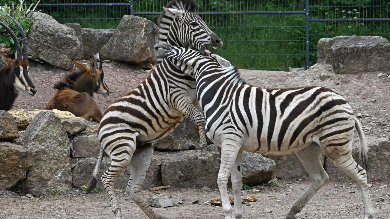 Steigende Kosten belasten Thüringer Zoos und Tierparks