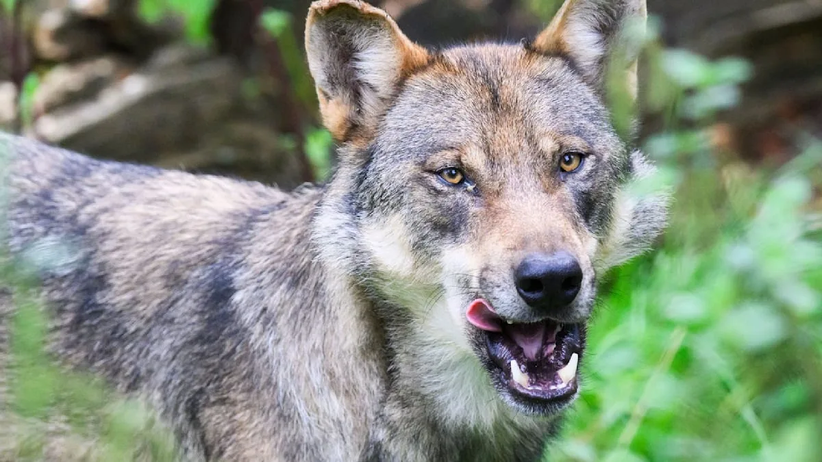 Thüringen plant neue Wolfsjagd-Regeln nach Bundesbeschluss