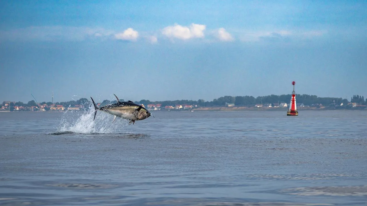 Thunfisch kehrt in die Ostsee zurück: Artenschutz zeigt Wirkung