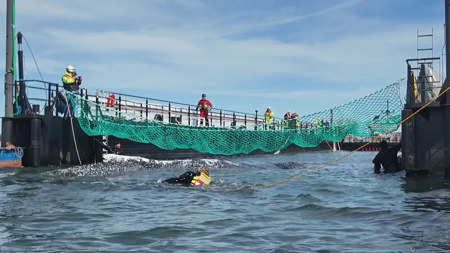 Wal-Rettung: Kapitän und Crew wehren sich mit Anwältin gegen Vorwürfe