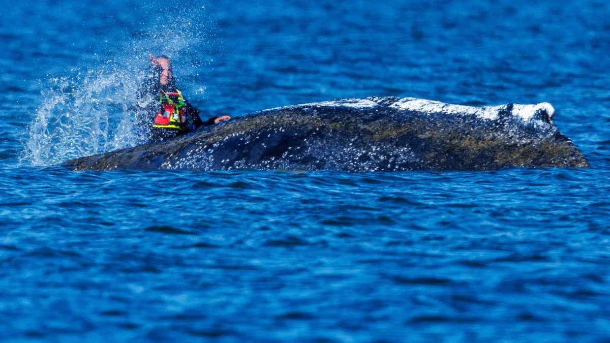 Walrettung Ostsee: Timmy und die kollektive mentale Gesundheit
