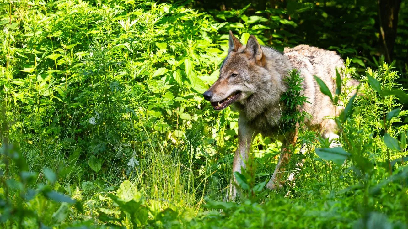 Wölfin nach Schafsrissen im Kreis Cuxhaven abgeschossen