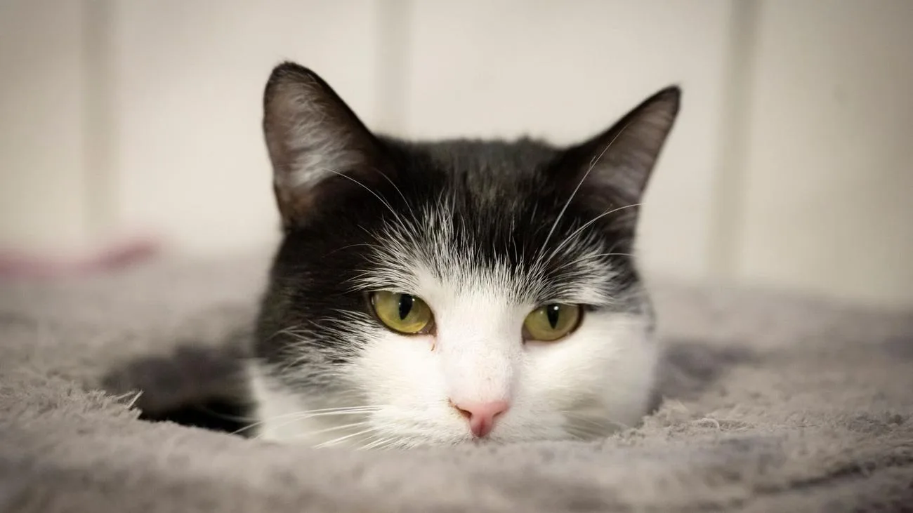Zugkatze Shila findet neues Zuhause in Schweden
