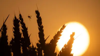 44 Grad in Deutschland: Meteorologe warnt vor Notlage und fordert Bundeswehr