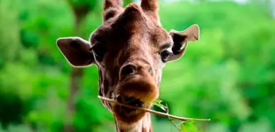 5000 Dollar Belohnung: Giraffe in Texas seit zwei Wochen vermisst