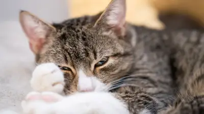 Überraschende Ursachen: Warum haben Katzen weiße Pfoten?